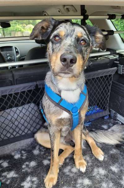 Foto Challenge Thema "Hunde im Auto"-Beitrag-Bild