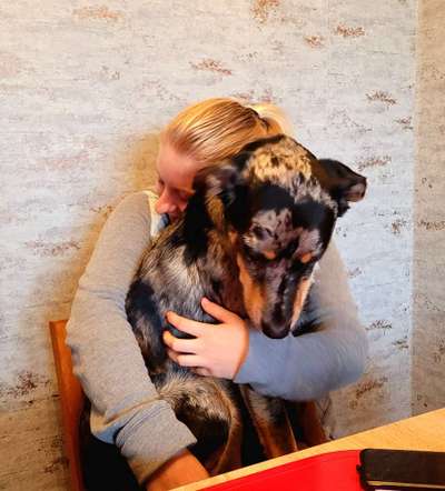 85. Foto Challenge : Schosshund-Beitrag-Bild