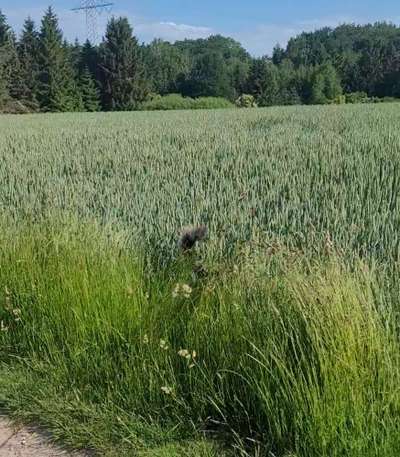 Dogorama Photo Challenge - Versteckspiel-Beitrag-Bild