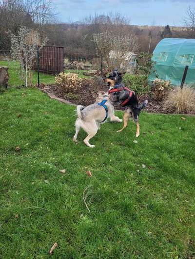 Dogorama Photo Challenge - TV Hund-Beitrag-Bild