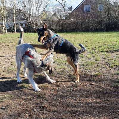 Fotowettbewerb : Hundekommunikation-Beitrag-Bild