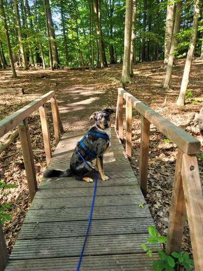 Foto Challenge Thema "Brücke"-Beitrag-Bild