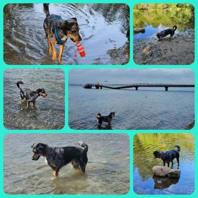 51.Collagen Challenge: Wasserhunde-Beitrag-Bild