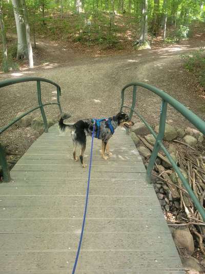 Foto Challenge Thema "Brücke"-Beitrag-Bild