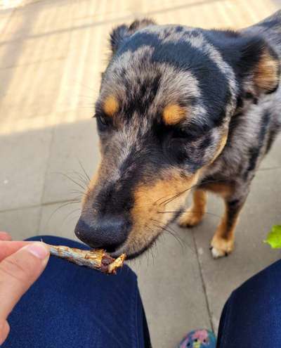 63. Handyfotochallenge   * Nase dran ! *-Beitrag-Bild