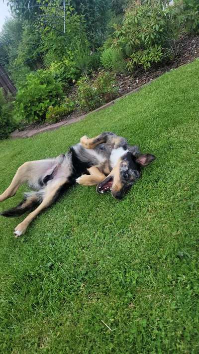 Dogorama Photo Challenge - Zeigt her eure Bäuche-Beitrag-Bild