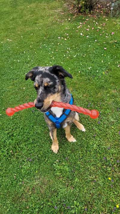 19. Handy - Foto - Challenge-Beitrag-Bild