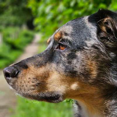 Zeigt mir die tollste Nahaufnahme von eurer Fellnase-Beitrag-Bild