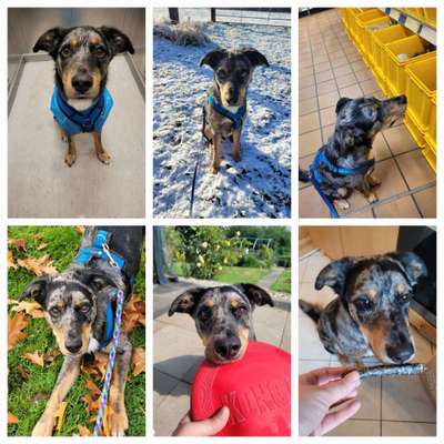 35.Collagen Challenge:„Bettelblick"-Beitrag-Bild