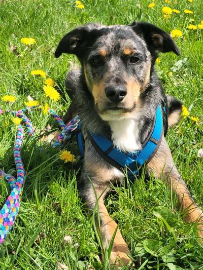 Mischlingshunde Foto Aufruf-Beitrag-Bild