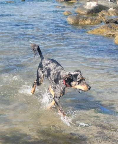 Dogorama Photo Challenge - Hunde in Action-Beitrag-Bild