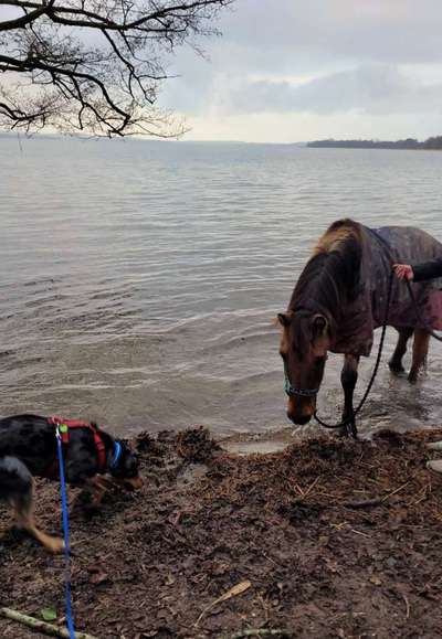 155. FotoChallange * David und Goliath *-Beitrag-Bild