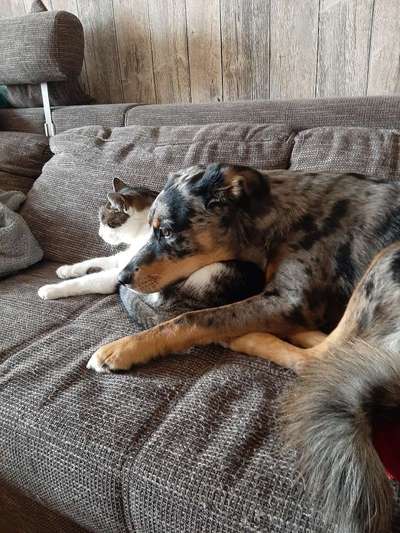 Foto-Challange: Schmuse-/Kuschel-/Ruhemodus-Beitrag-Bild