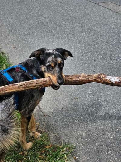 Dogorama Photo Challenge - Mein Holz und ich-Beitrag-Bild