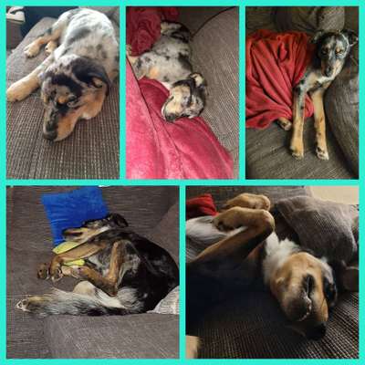 42. Collage Challenge - Ruheplatz-Beitrag-Bild