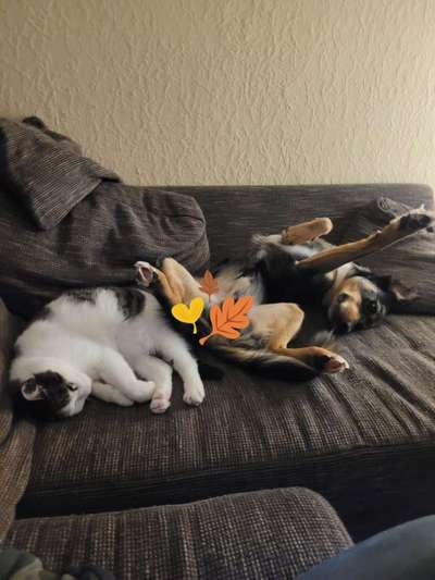 65. Handy Foto Challange                     "Ich kann nicht ohne..."-Beitrag-Bild