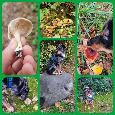 59. Foto-Collagen- Challenge: Pilze-Beitrag-Bild