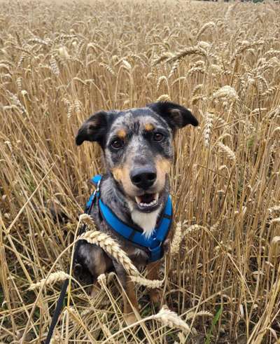 12. Farben Foto Challenge --- Braun-Beitrag-Bild