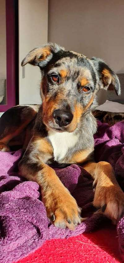 Dogorama Photo Challenge - Portrait-Beitrag-Bild