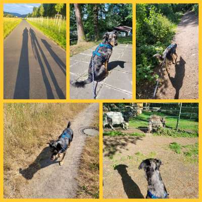 43. Collage Challenge - Schattenspiele-Beitrag-Bild