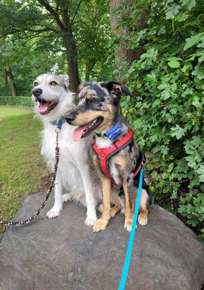 Die Dogorama Wochen Challenge "Friends will be Friends"-Beitrag-Bild