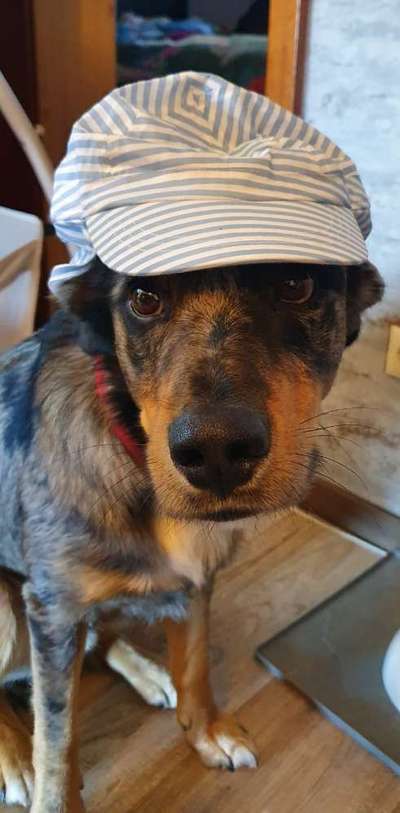 Fotochallange nr. 106
Der geschmückte Hund.-Beitrag-Bild