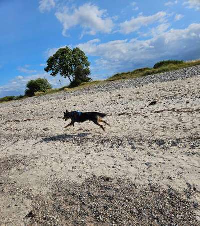 Dogorama Photo Challenge - Hündchen streckt dich-Beitrag-Bild