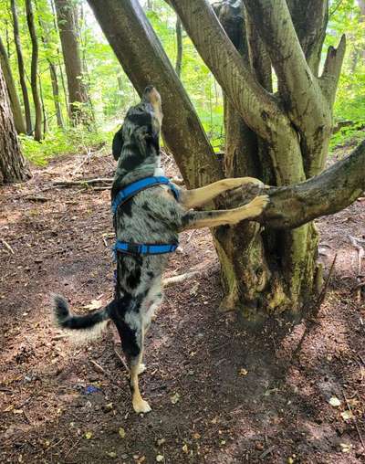 Handy Foto Challenge Nr. 49: Mein Freund der Baum-Beitrag-Bild