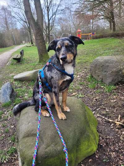 Dogorama Photo Challenge - an der Leine-Beitrag-Bild