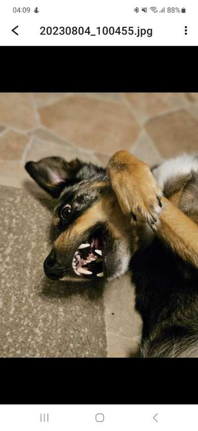 Fotowettbewerb ,,mein gruseliger Hund"-Beitrag-Bild