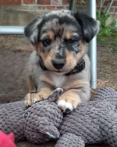 Welpen Bilder !-Beitrag-Bild