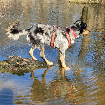 Dogorama Photo Challenge - Wasserspiele-Beitrag-Bild