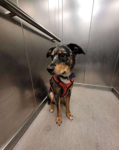 Dogorama Photo Challenge - Spieglein Spieglein . . .-Beitrag-Bild