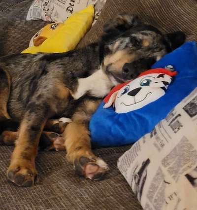 Dogorama Photo Challenge - Frühjahrsmüdigkeit-Beitrag-Bild