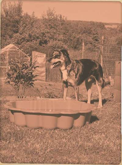 FarbenFoto - Challenge: Sepia-Beitrag-Bild