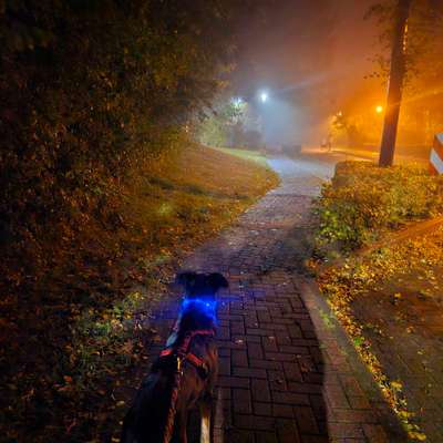 Dogorama Photo Challenge - Licht-Beitrag-Bild