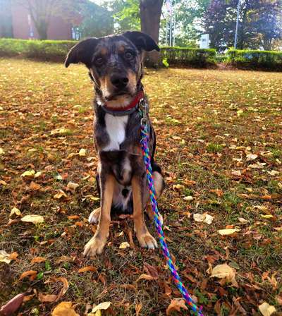 32. Farben Challenge  ** ( BUNTE ) STREIFEN **-Beitrag-Bild