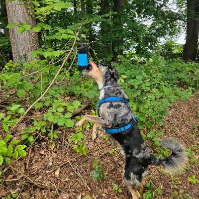 60. Handy Fotochallenge  -gleich schnapp ich es--Beitrag-Bild