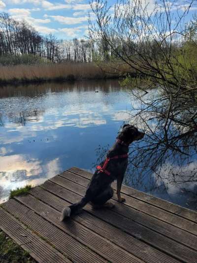 156. Fotochallenge *** DEIN HUND UND DIE WUNDERSCHÖNEN WOLKEN ***-Beitrag-Bild