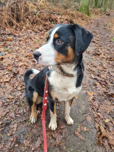 Appenzeller Sennenhunde-Beitrag-Bild