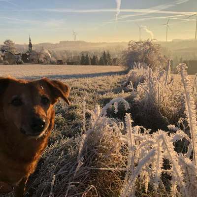 Hundetreffen-Gemeinsamer Spaziergang für ruhige Hunde-Bild