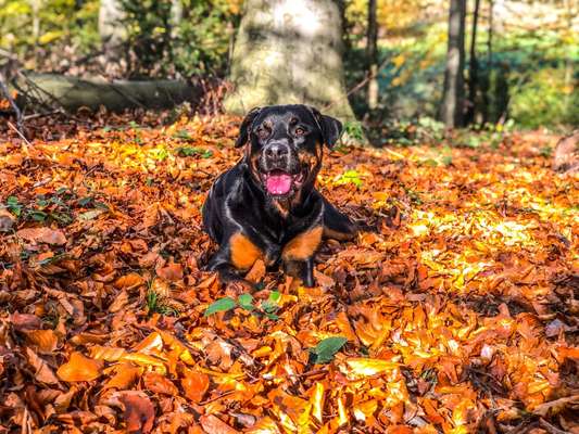 Wald Bild-Beitrag-Bild