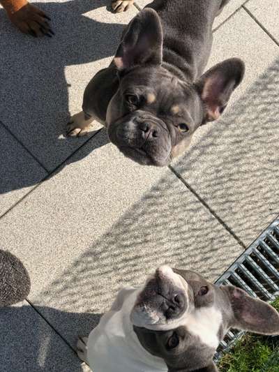 Französische Bulldoggen-Beitrag-Bild