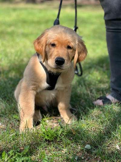 Wo sind die Golden Retriever Liebhaber?-Beitrag-Bild