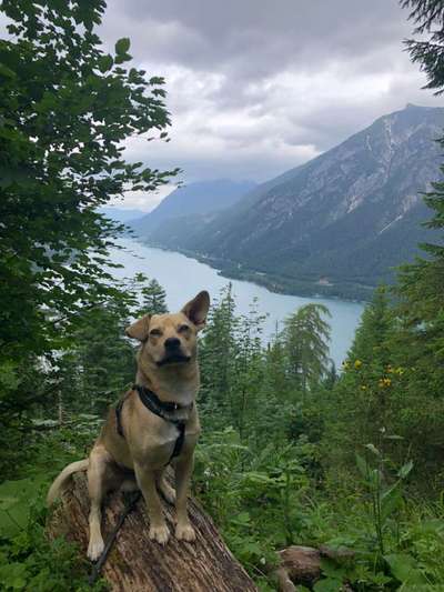 Hundetreffen-Spiel- und Gassirunde-Bild