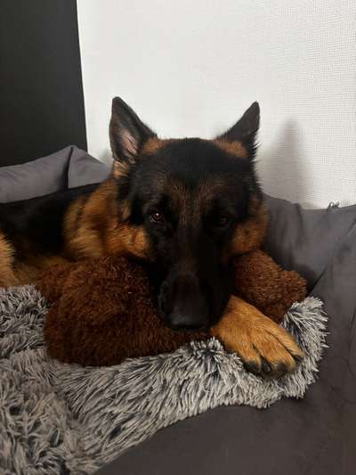 Hundetreffen-Hunderunde mit Kumpels 🐾-Bild