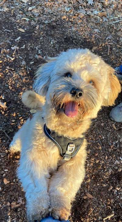 Challenge 23 : "  Euer Hund beim Frühlingserwachen "-Beitrag-Bild