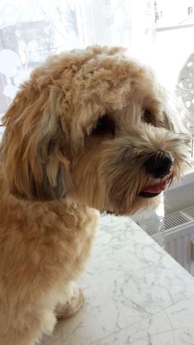 Tibet Terrier-Beitrag-Bild