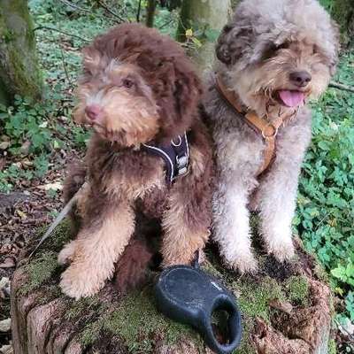 Hundetreffen-Welpentreffen-Bild