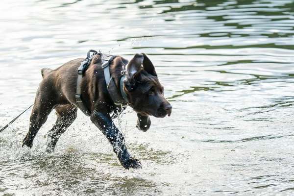 Foto Challenge Nr. 137 - Lass die Ohren fliegen-Beitrag-Bild